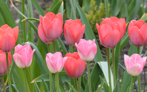 tulipy1